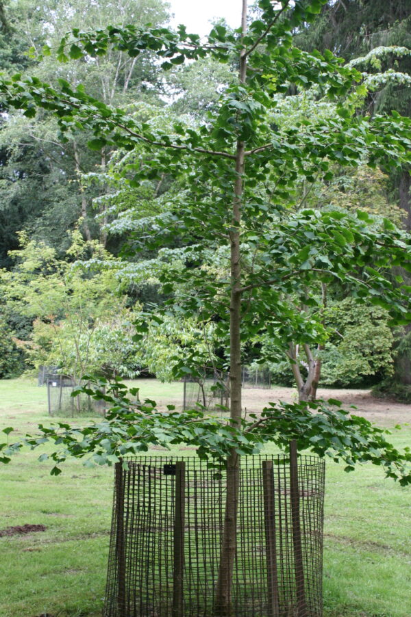 Ginkgo Tree - Image 3
