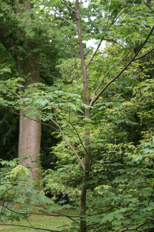 Red Maple Tree - Image 2