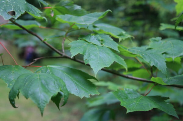Red Maple Tree - Image 3