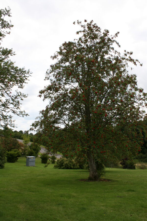 Rowan Tree Mountain Ash - Image 4