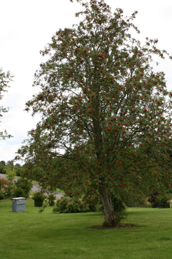 Rowan Tree Mountain Ash - Image 5