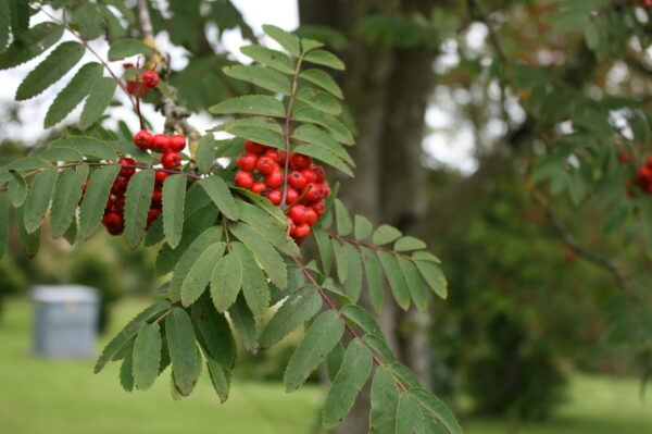 Rowan Tree Mountain Ash - Image 3
