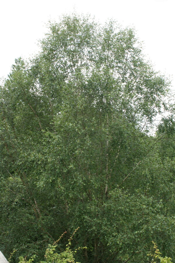 Silver Birch Tree - Image 4