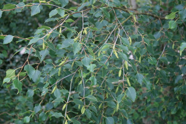 Silver Birch Tree - Image 5