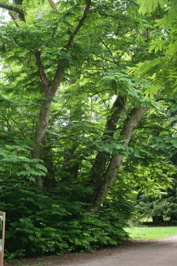 Wingnut Tree - Image 4