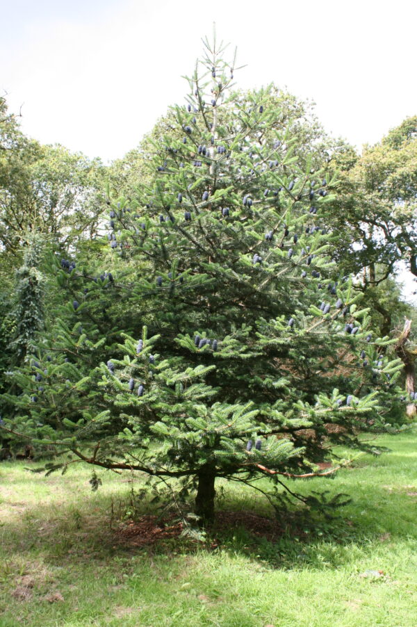 Korean Fir - Image 3