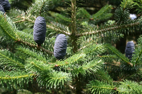 Korean Fir - Image 2