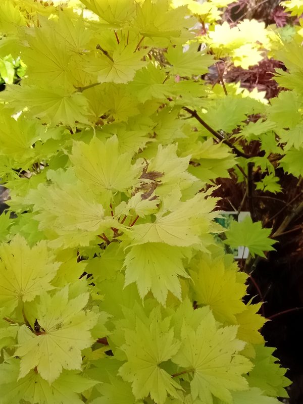 Golden japanese maple acer