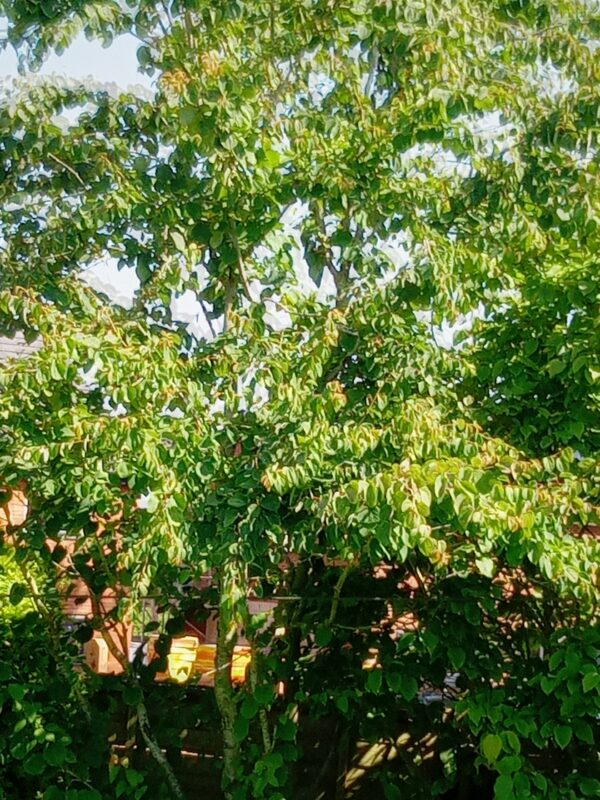 Katsura Tree - Image 2