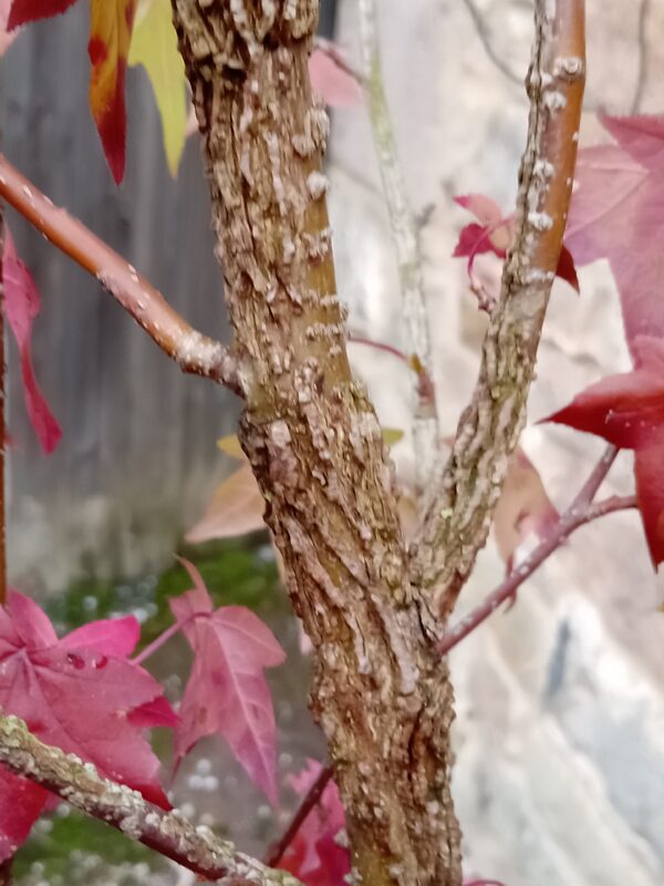 Sweet Gum Tree - Image 2