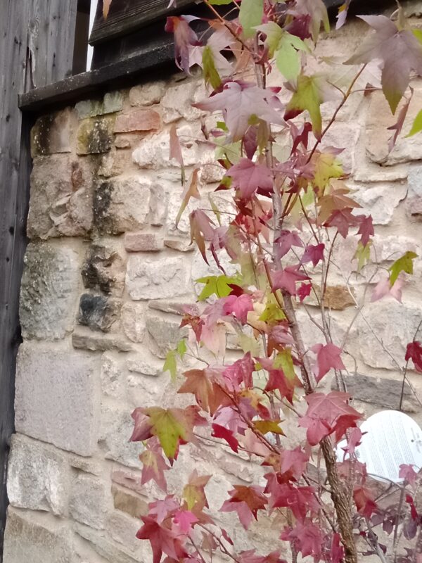 Sweet Gum Tree - Image 3
