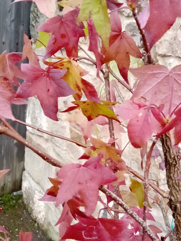 Sweet Gum Tree