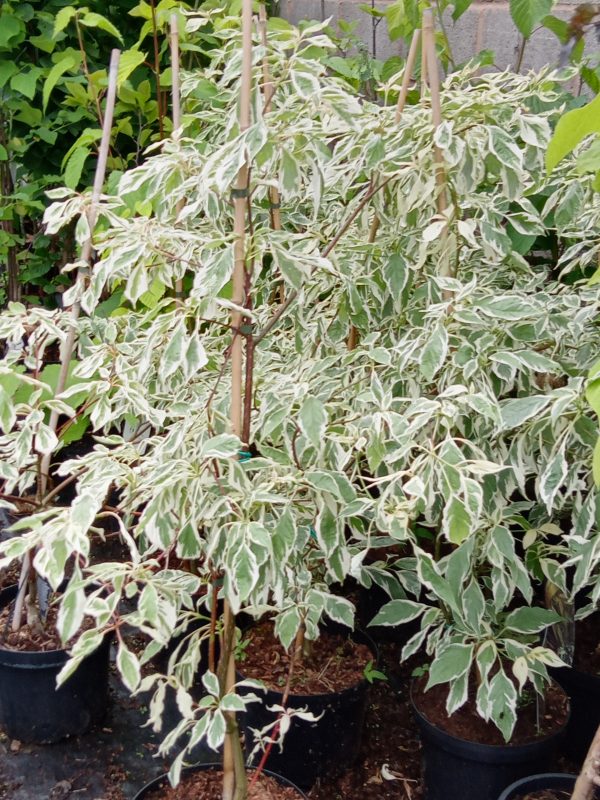 Wedding cake tree Cornus Controversa Variegata