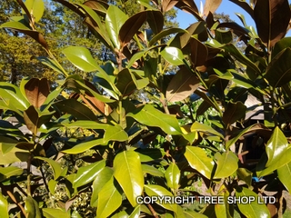 Magnolia Grandiflora Evergreen leaves