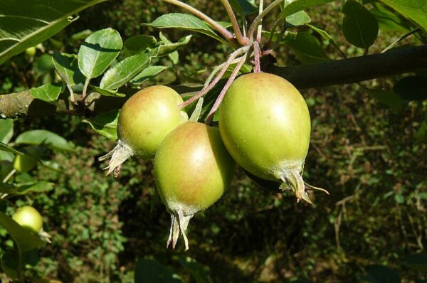 John Downie Crab Apple