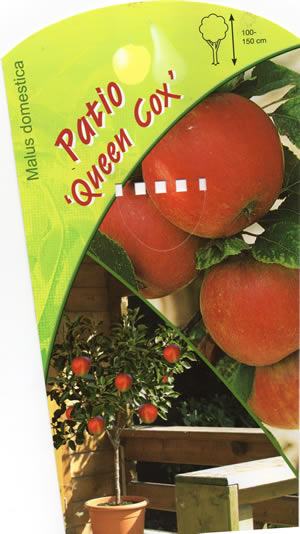 Patio Apple Tree 'Queen Cox' (Malus Domestica)