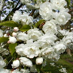 prunus Avium Piena double blossom