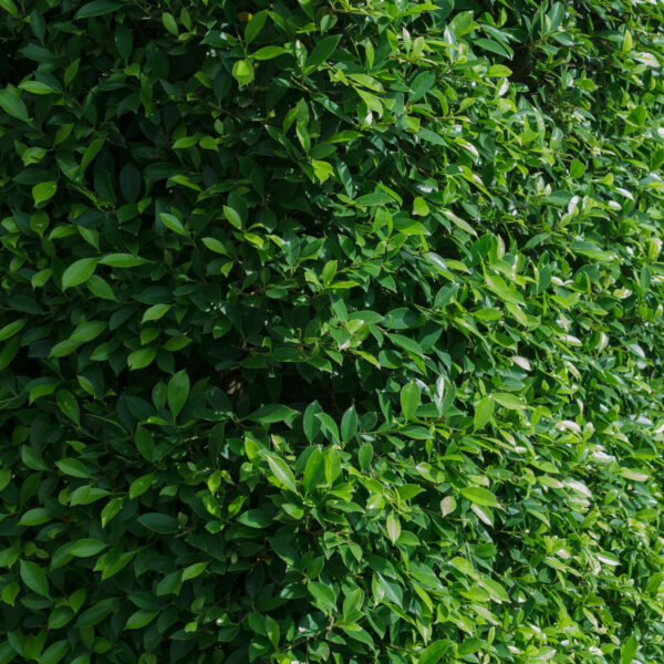Privet hedge