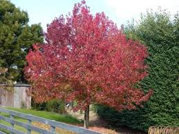 rred maple tree