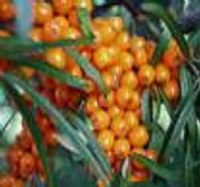 sea buckthorn