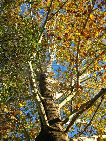 sycamore tree