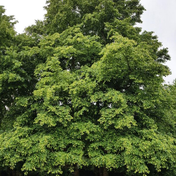 Tilia Cordata