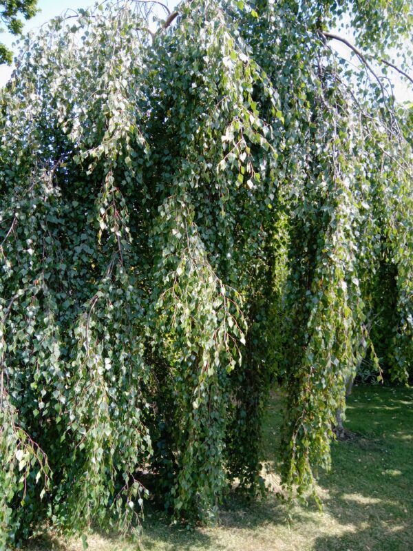 Weeping Birch Betula Pendula Youngii Trees