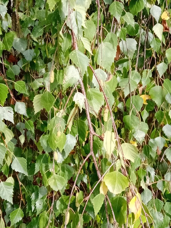 Weep[ing birch betula pendula youngi trees