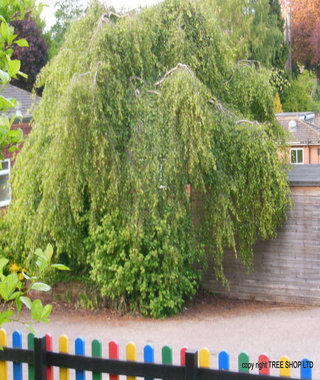 weeping birch betula pendual youngii tree