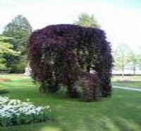 Weeping purple beech