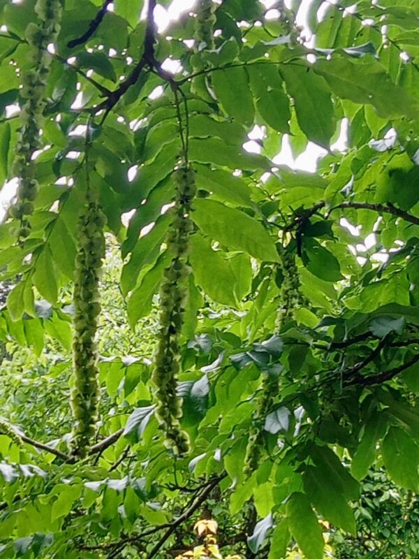 Wingnut Tree