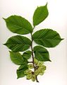 wych elm foliage