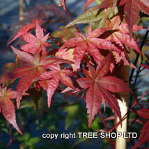 acer palmatum