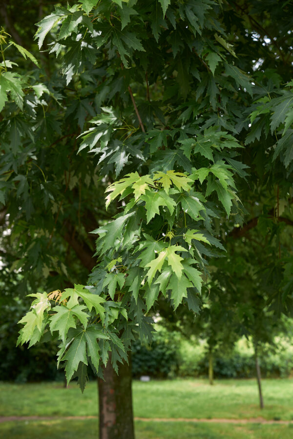 Acer saccharinum fresh foliage