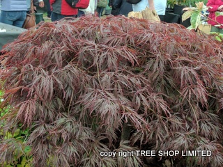 Garnet Maple trees acer palmatum garnet