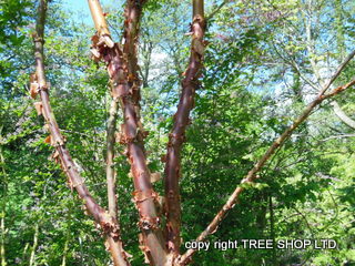 Paper Bark Maple (Acer Griseum)