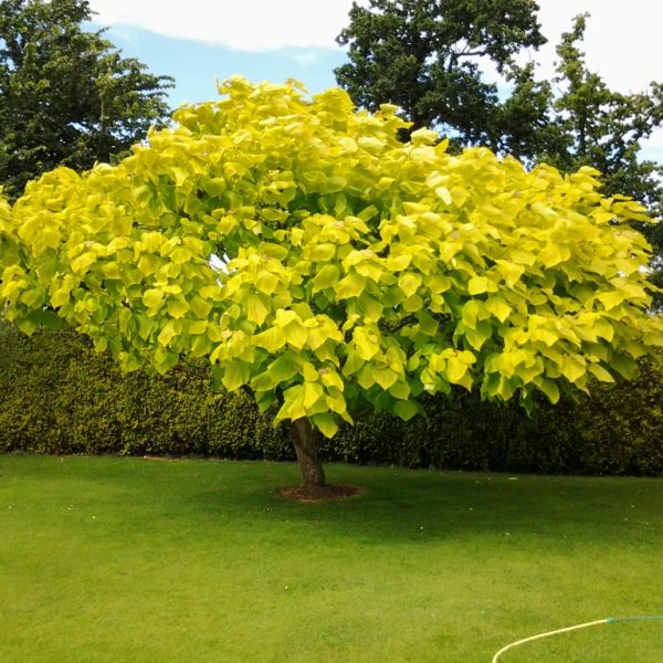 Golden indian bean tree