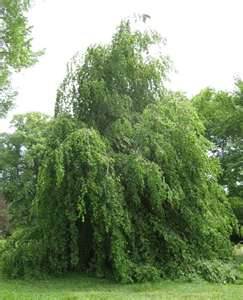 Green weeping beech tree
