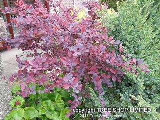 berberis red