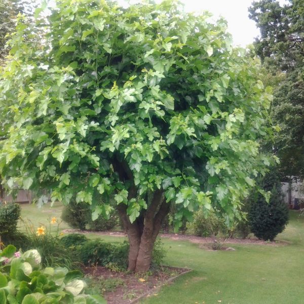 Black mulberry