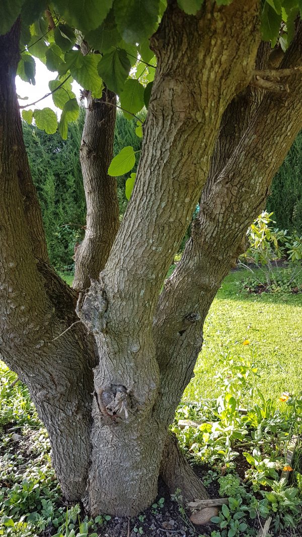 Black mulberry tree