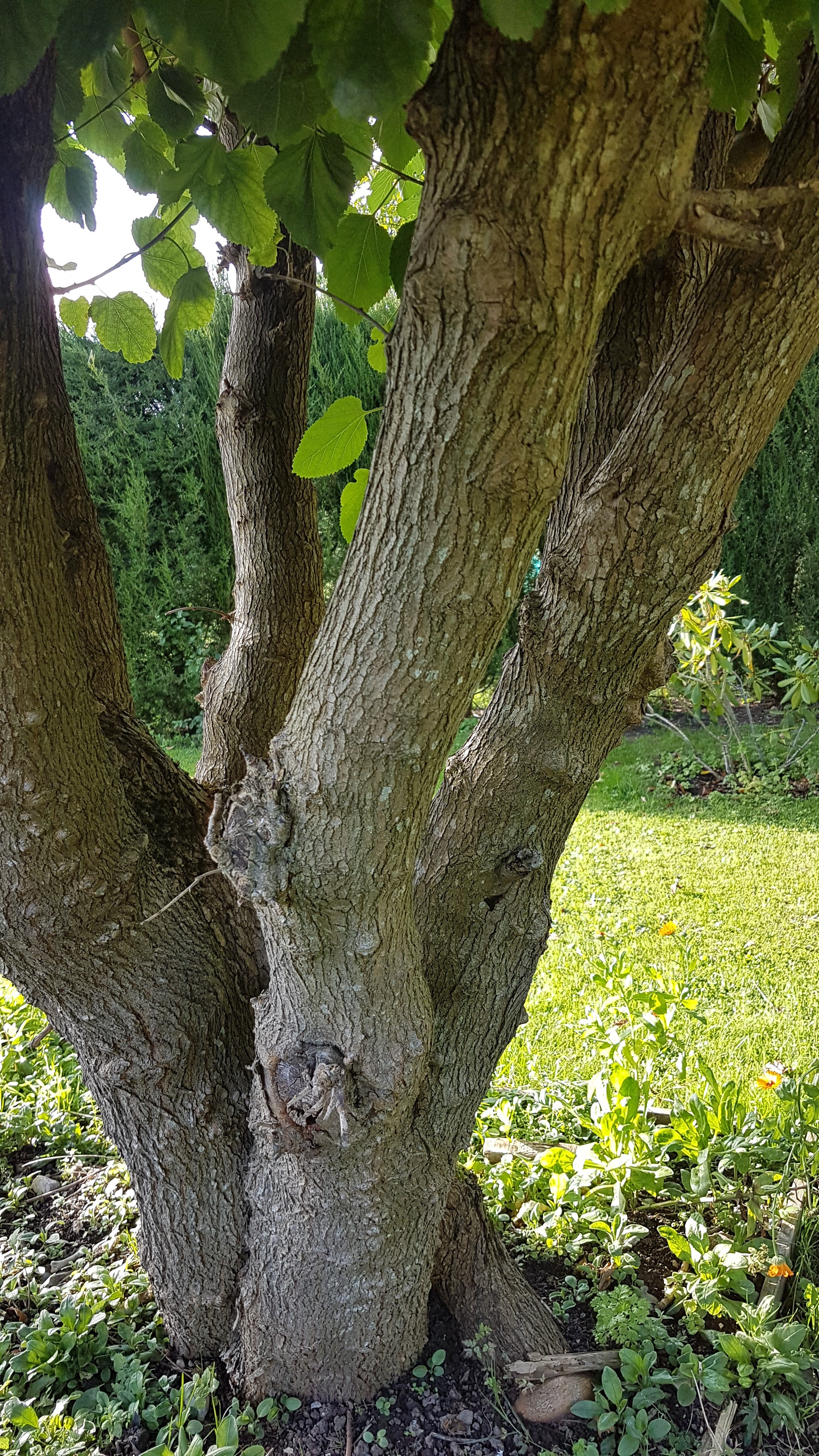 Black Mulberry (Morus Nigra) Tree Nursery UK Fast UK