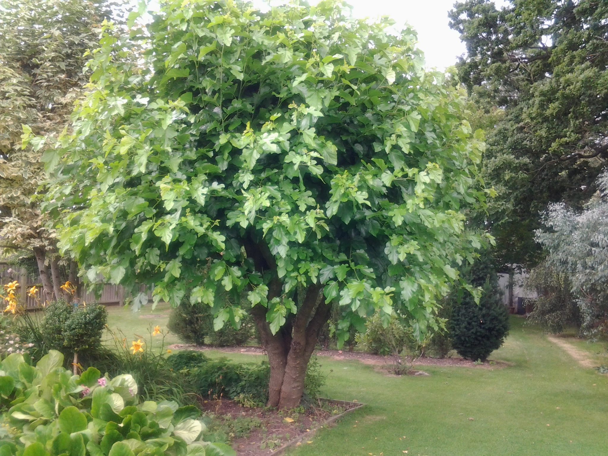 Black Mulberry (Morus Nigra) - Tree Nursery UK