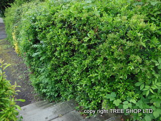 blackthorn hedging