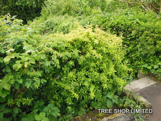 blackthorn hedging