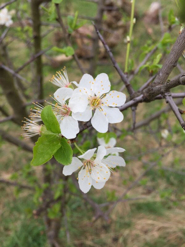 Blackthorn Hedging - Image 4