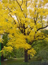 Black walnut tree