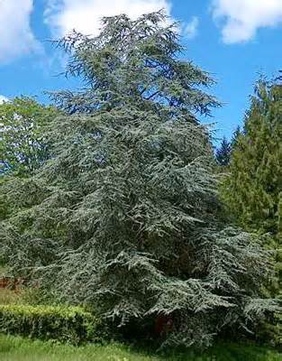 blue atlas cedar tree