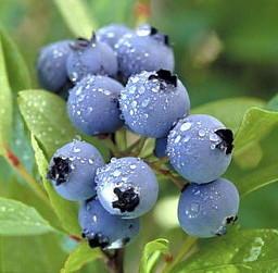 Patio Blueberry (vaccinium corymbosum) 'Duke'