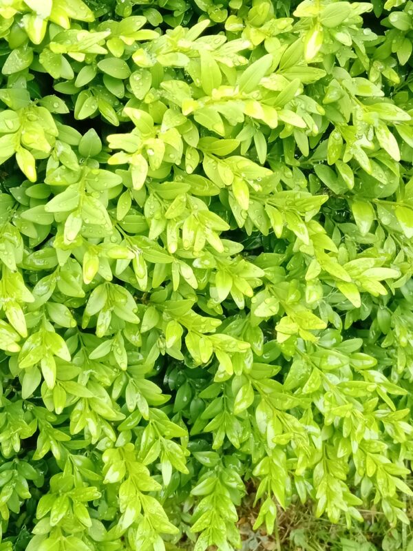 Box Hedging - Image 3